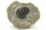 Detailed Gerastos Trilobite Fossil - Morocco #226624-3